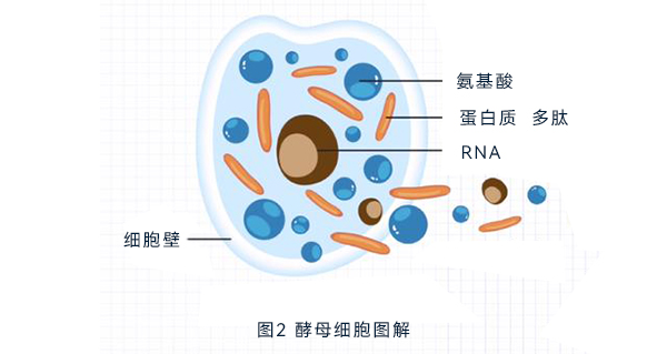 酵母细胞图解 酵母细胞图解