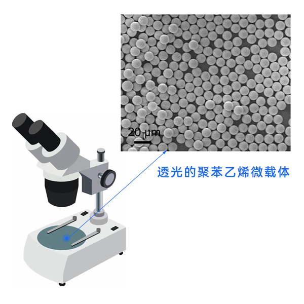 显微镜下的聚苯乙烯微载体 显微镜下的聚苯乙烯微载体